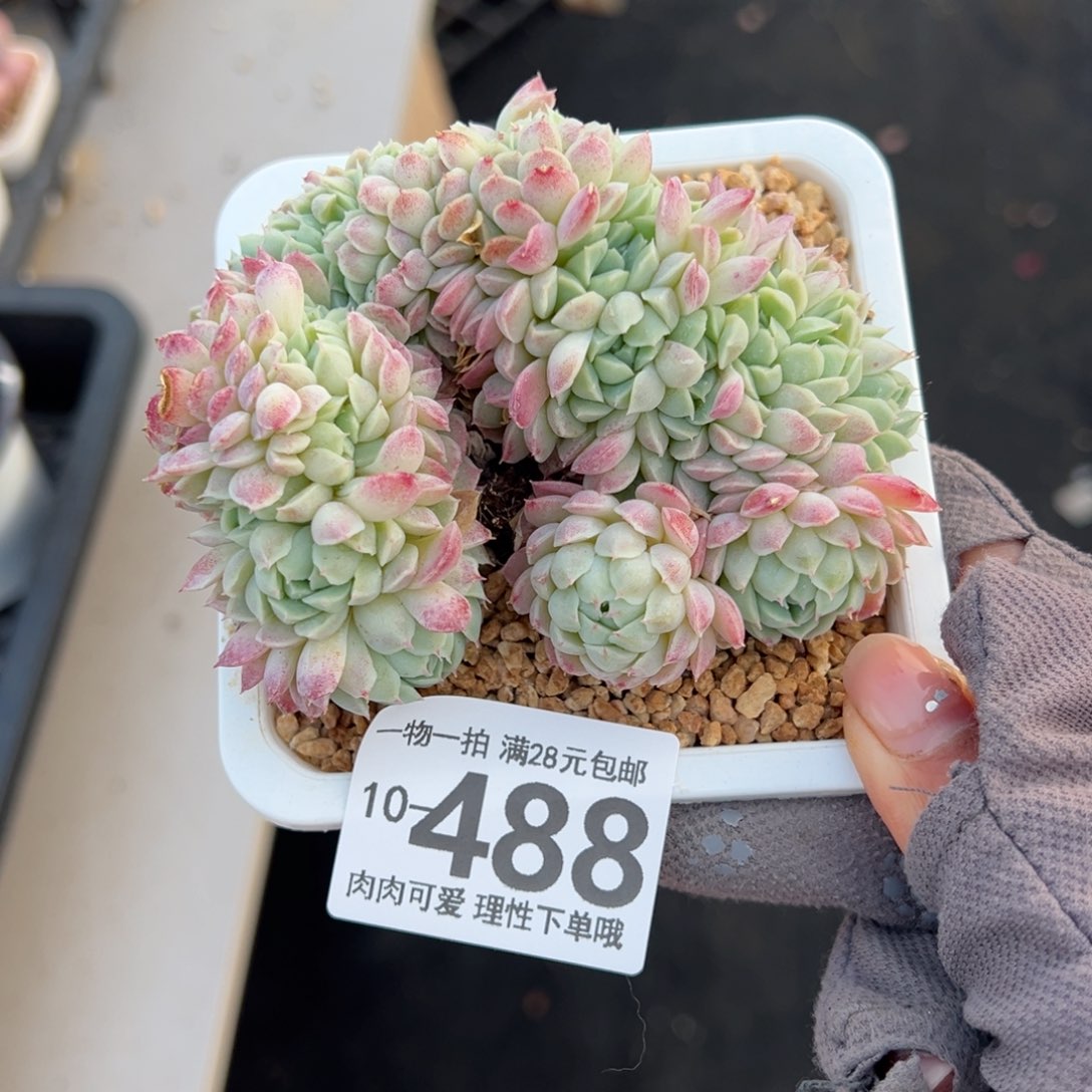 羊脂球缀化多肉多肉