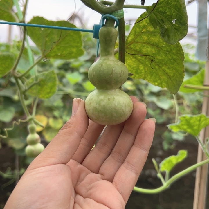 熙***嘻葫芦葫芦葫芦葫芦