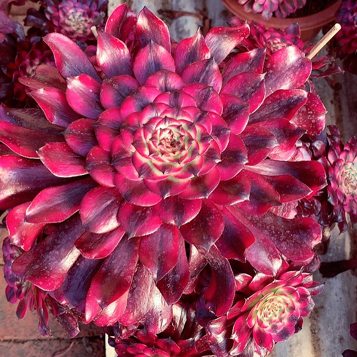 美姬的，多肉植物