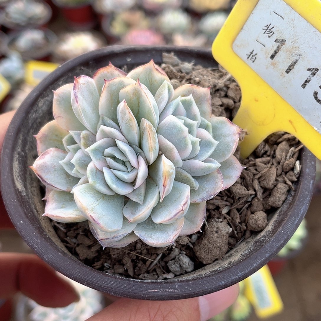 雪球锦底座1115号