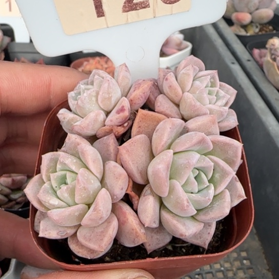 129粉斑点一物一拍多肉