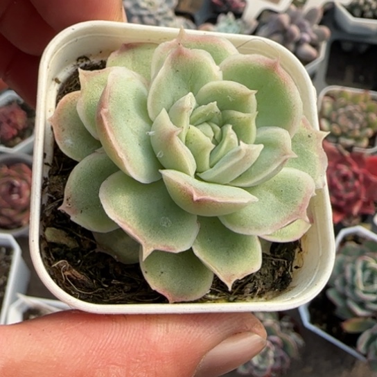 384水晶虾饺多肉植物多