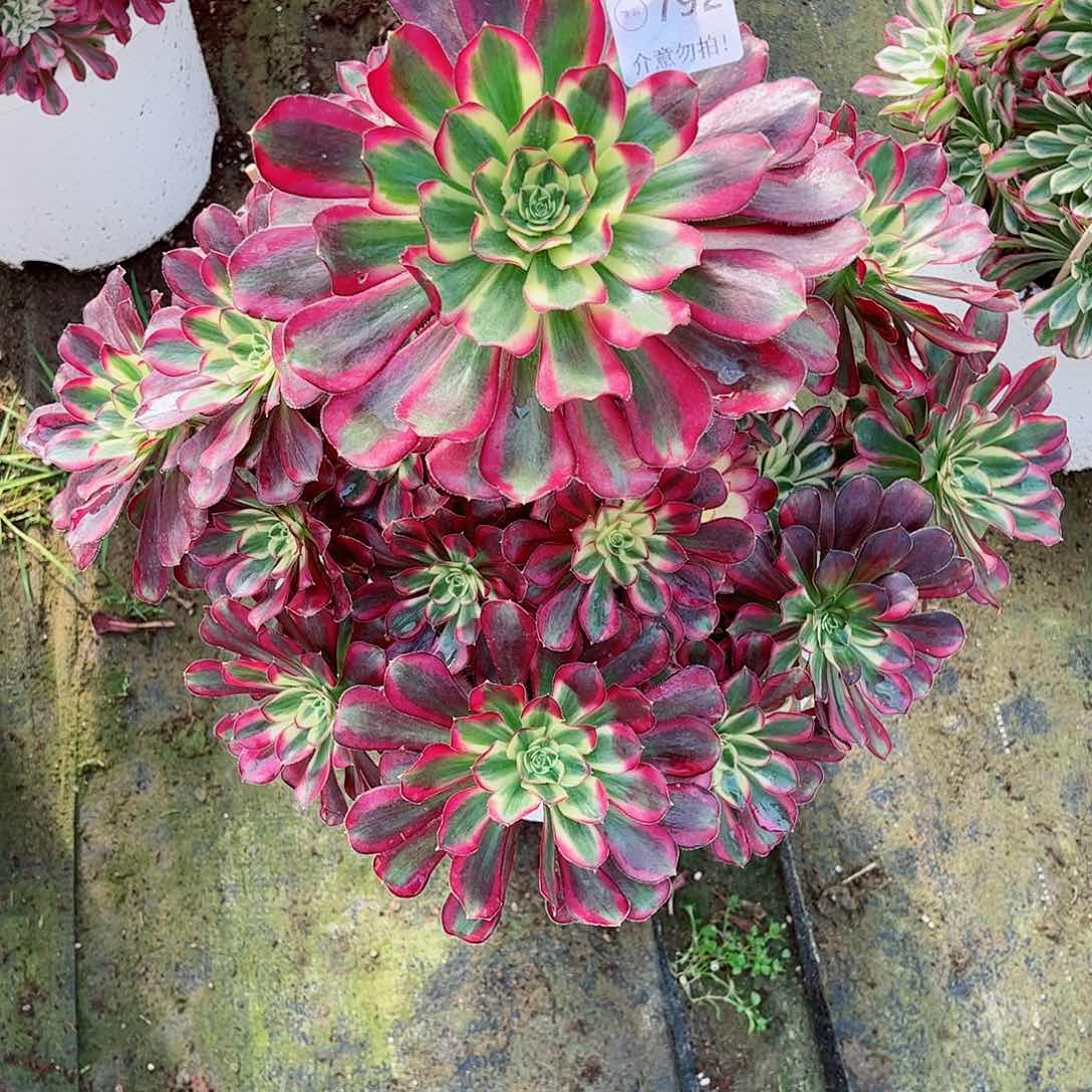 无花朵用****0多肉植物冰淇淋792