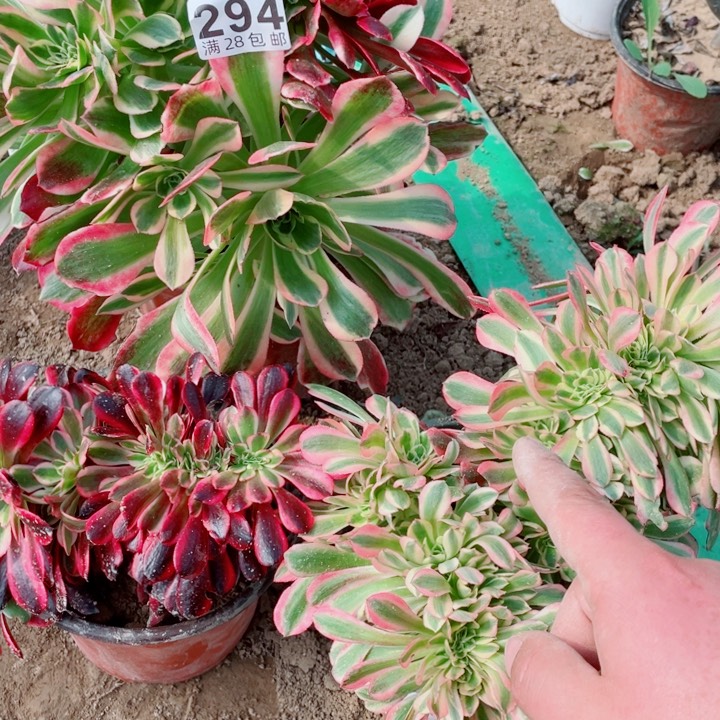 多肉植物组合294