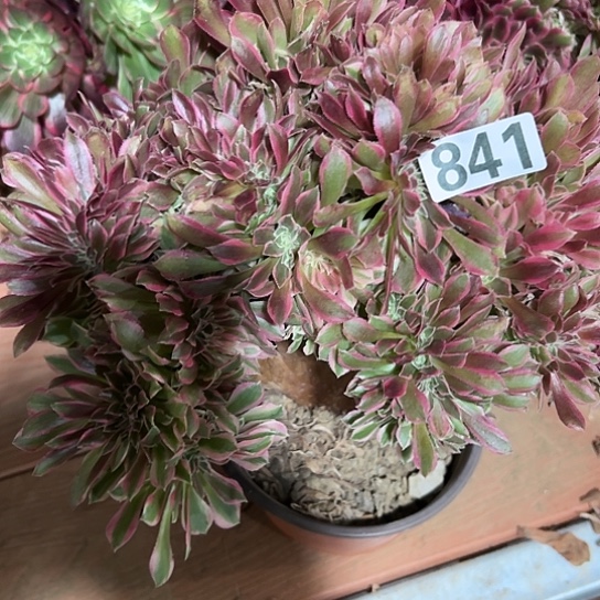 小***。一颗多肉法师 841