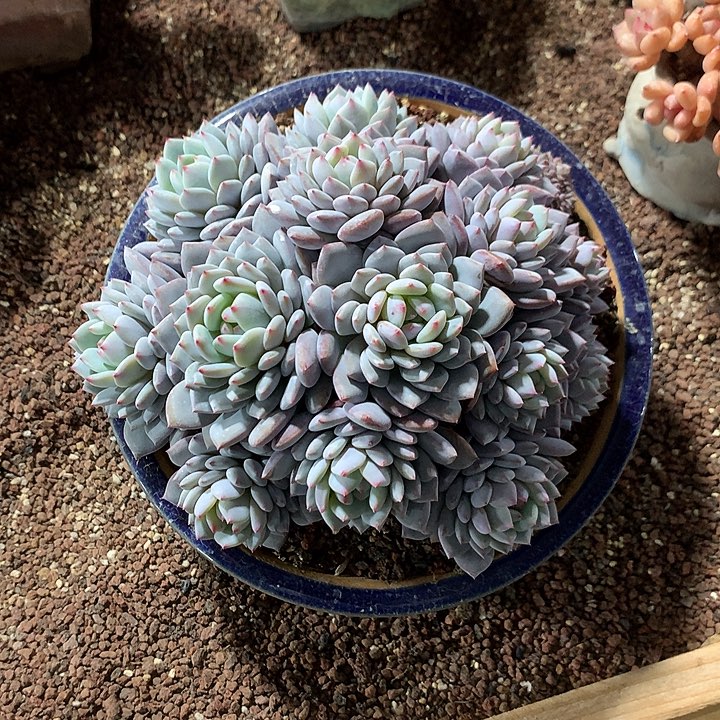 星星橙群生一体无砍