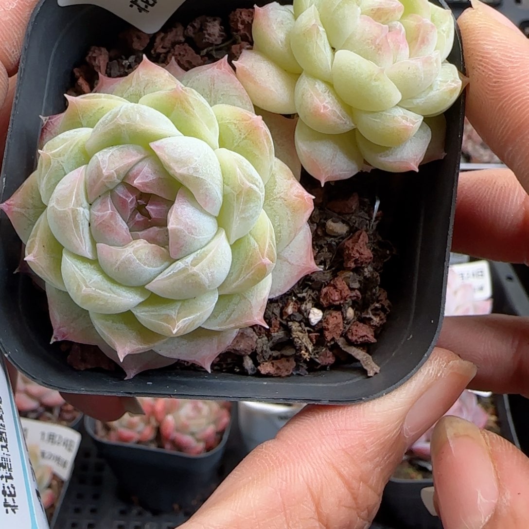 花语逸境0124-472