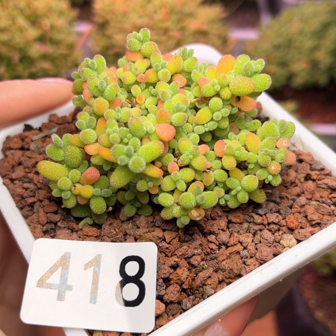 418金橘可爱多肉植物