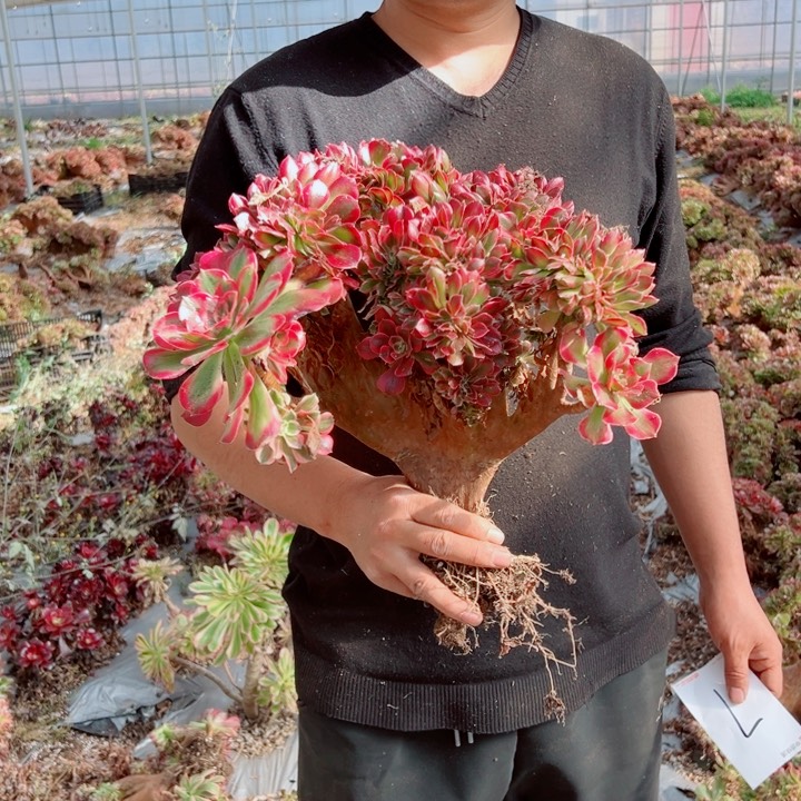 女郎醉话7号多肉法师