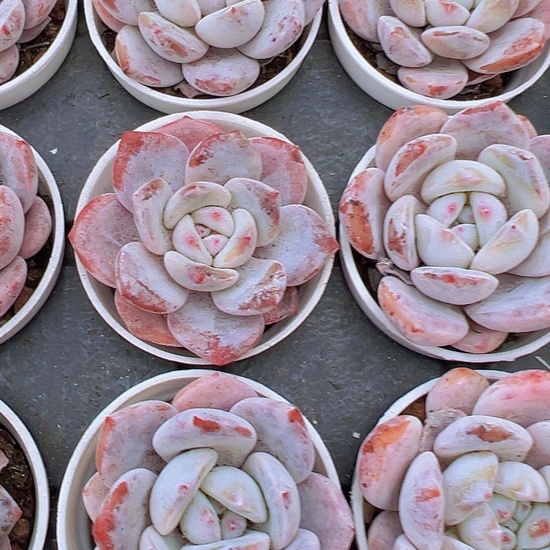 5厘米盆雪茶19包邮