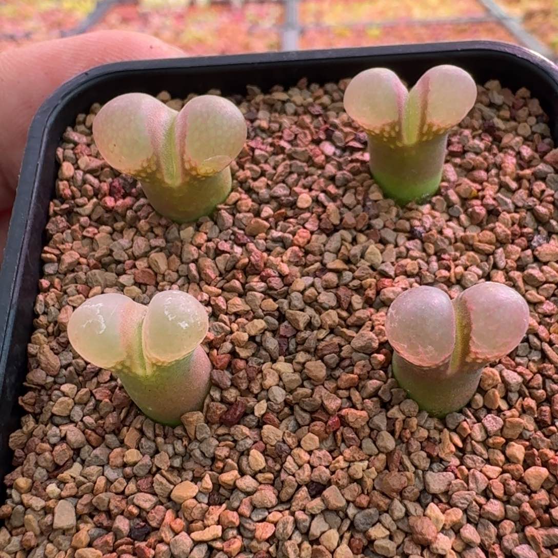 云缦精品番杏24.13 小蛮腰风铃