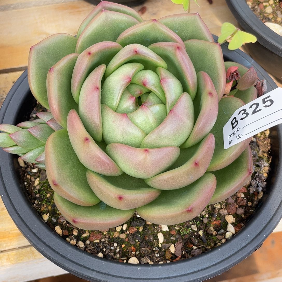 若如东云单拍B325