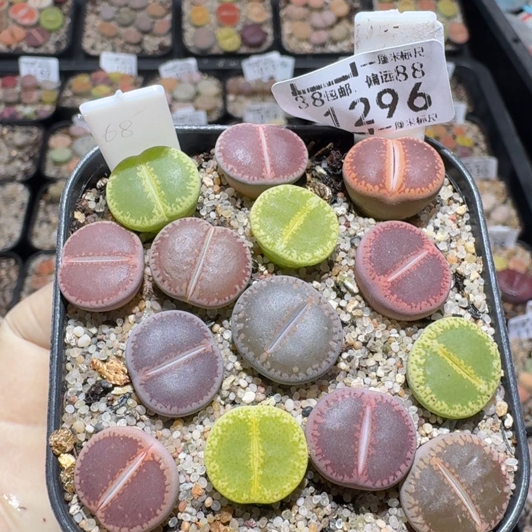 高品质生石花清清1296
