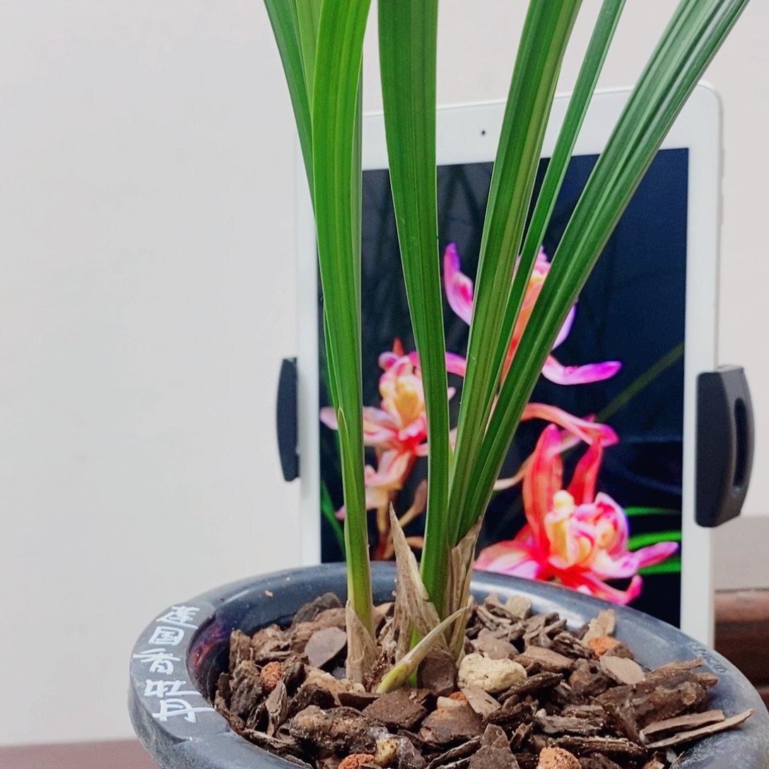 用***0当前无花栽培后可以开花