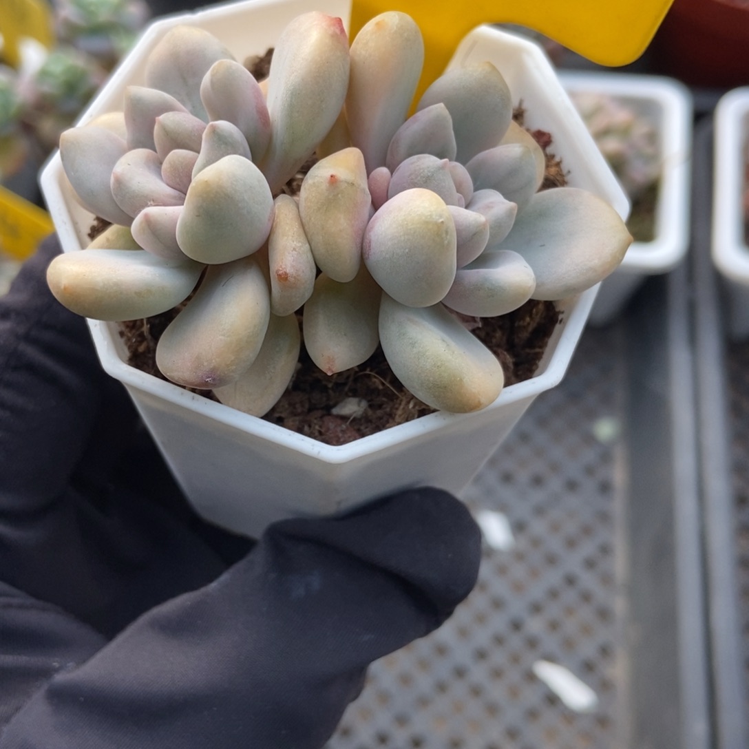 636奥普锦多肉植物多肉