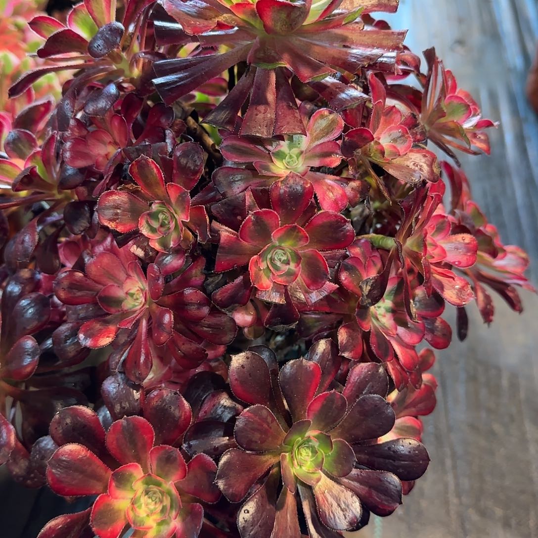 麻***子6099多肉香奈儿多肉多肉