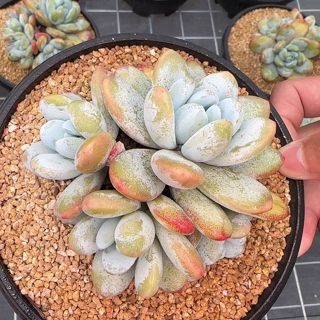 从前慢甄选多肉编号雪美人