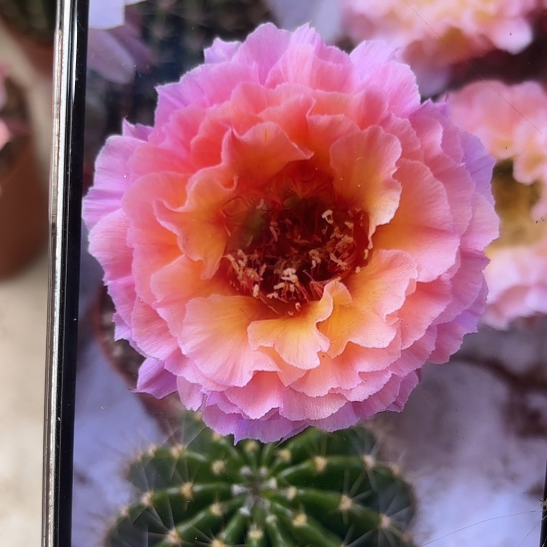 彩草青鸾火凤9公分