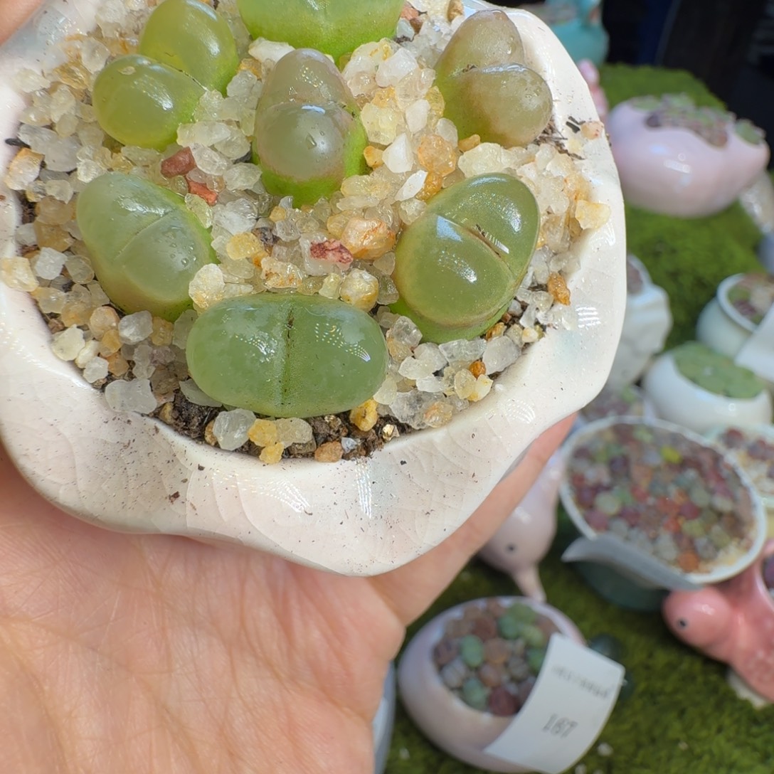 多肉开播福利冲182