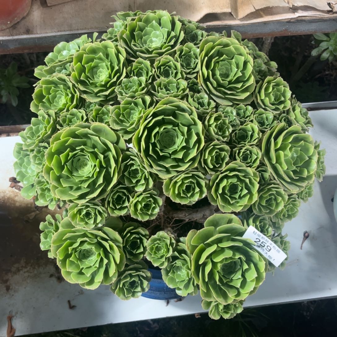 259绿羊绒丛林多肉植物