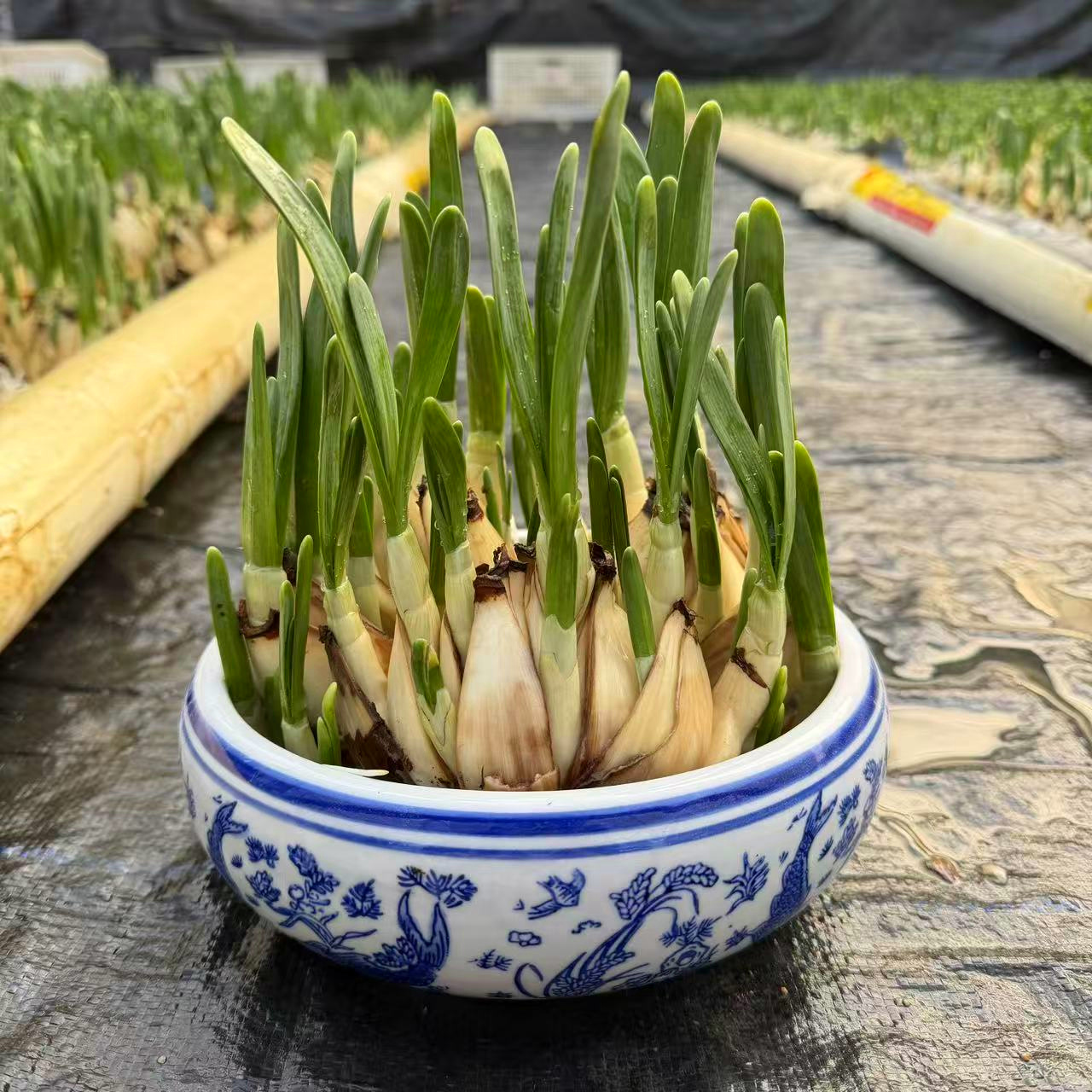 【粉丝福利】花王水仙花盆栽水培花卉漳州发货