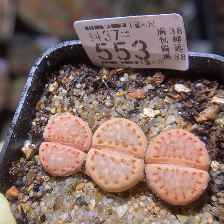 精品人石花37.553漫画