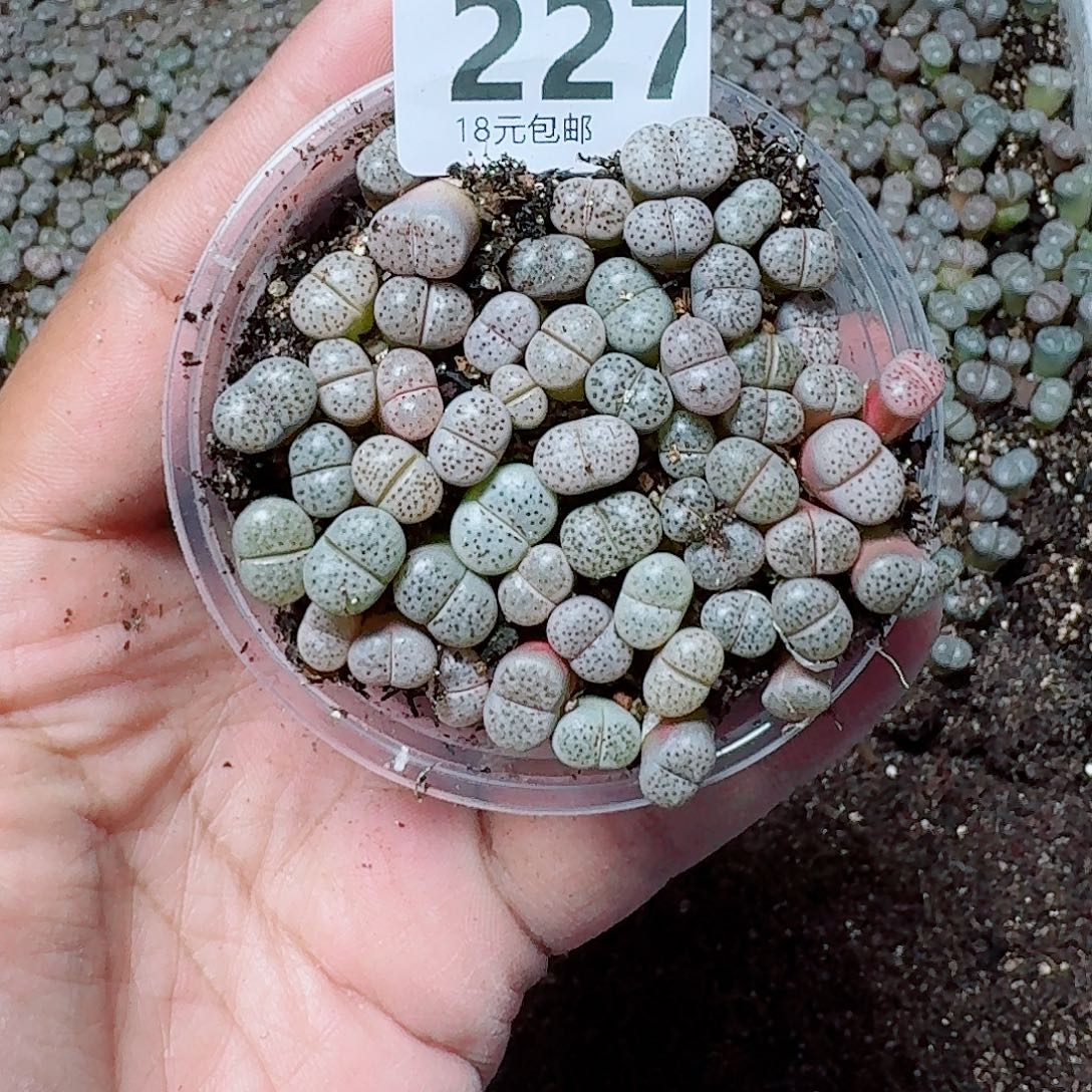 227多肉植物多肉植物