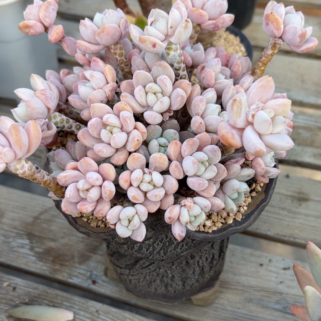 露凝香48 零零多肉植物