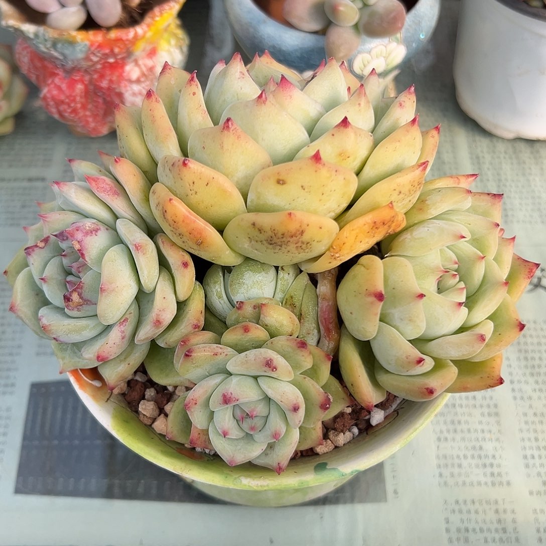 白拉糖老桩一物一拍