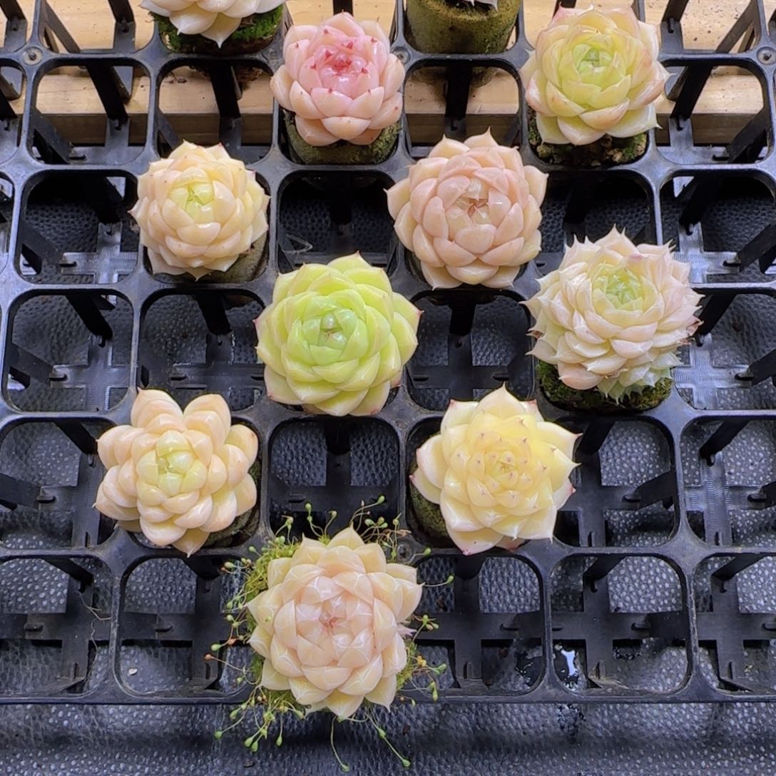 熬****7颗精控麦秆一物一拍