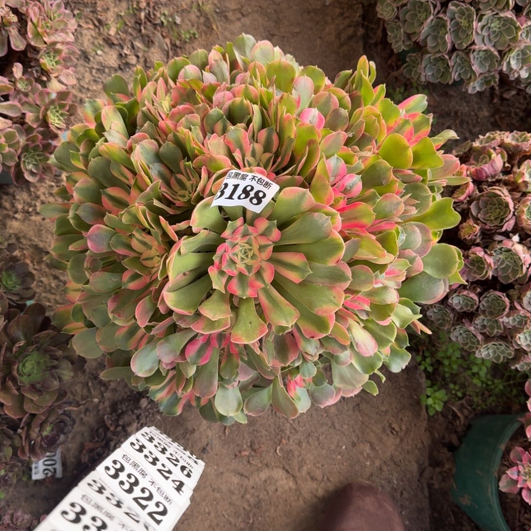 魔***女法师香妃补花链接16-30 3188