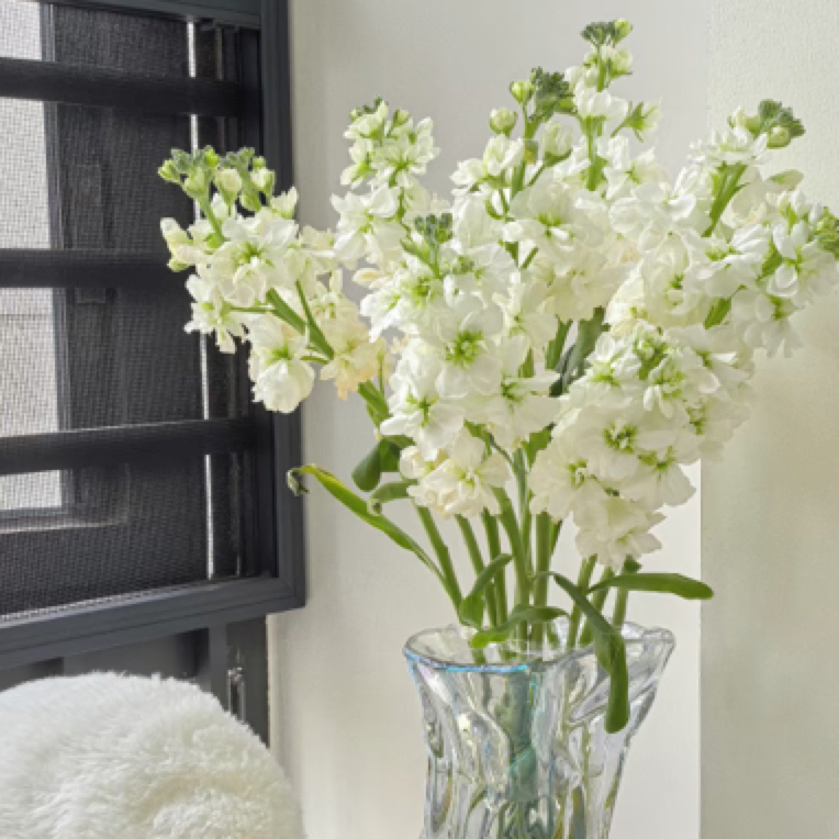 ［白色紫罗兰］5支