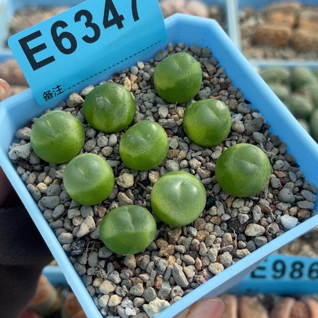 斯***瑞6347日系拉登9颗 