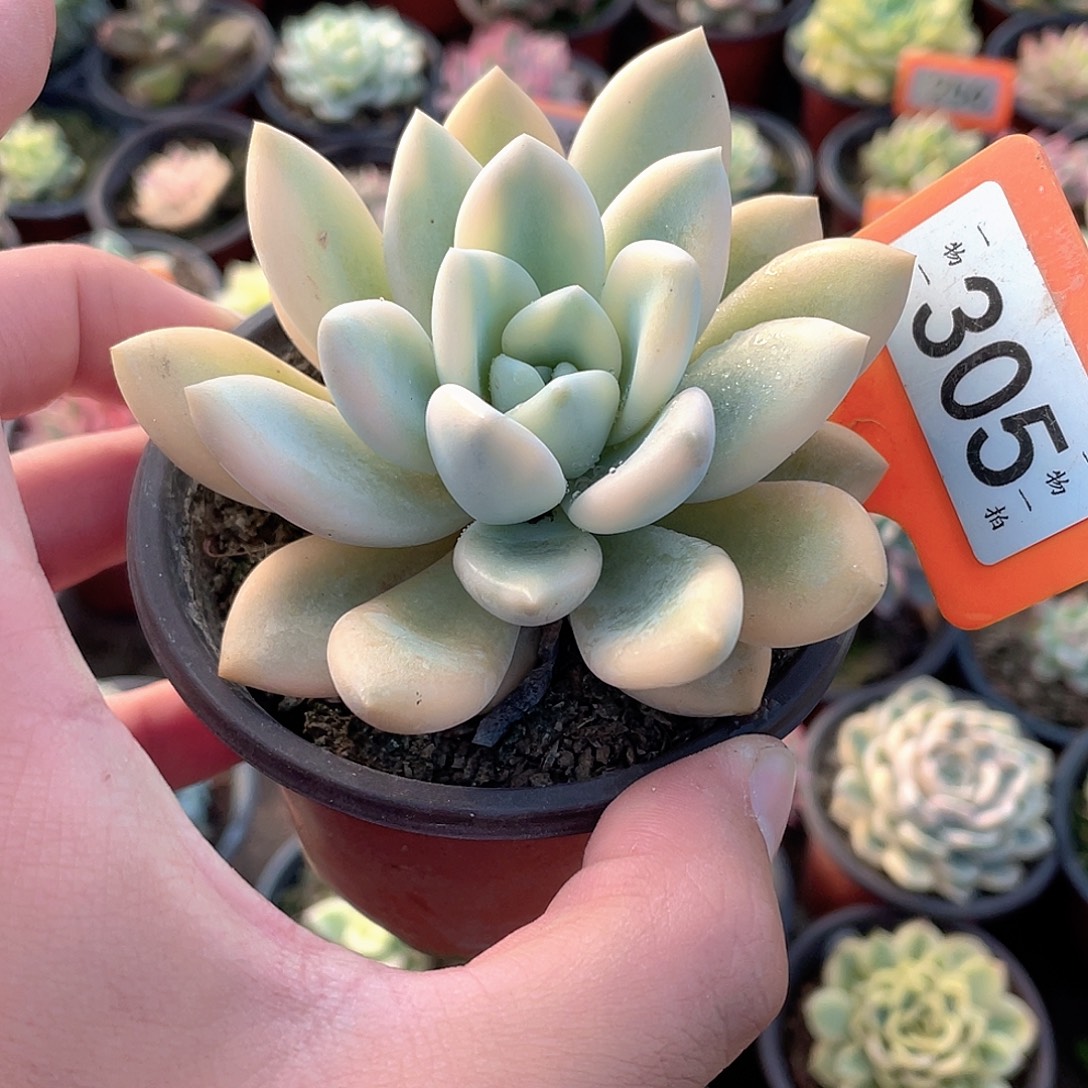 奥普锦305号多肉植物