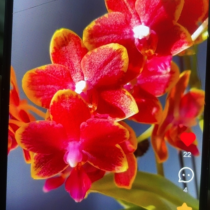 当前无花栽培后可以开花樱桃番茄