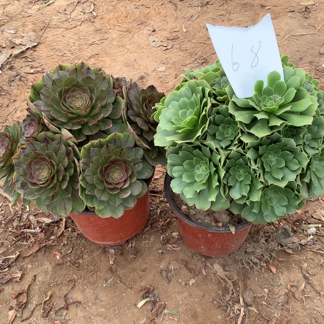 68多肉植物盆栽植物