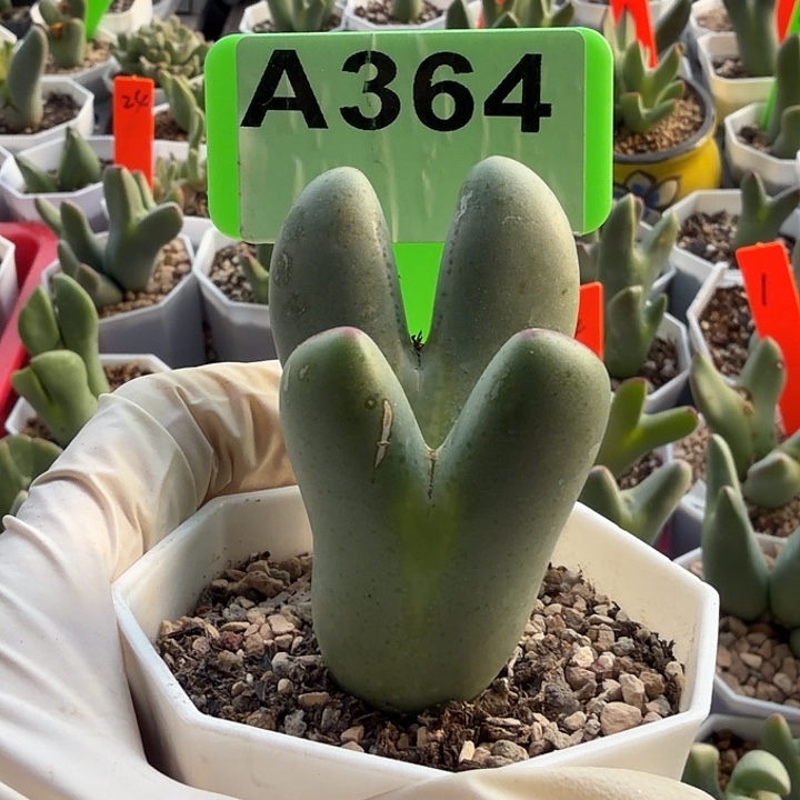 用***9364mmnmmnnmnnnnnnnnb