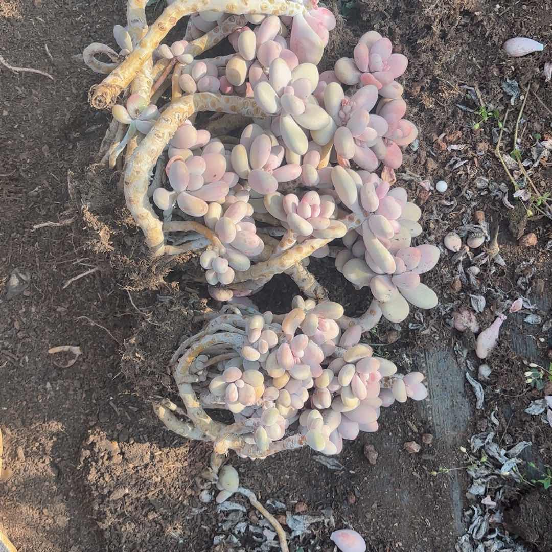 可****?桃蛋散装的20-8。     