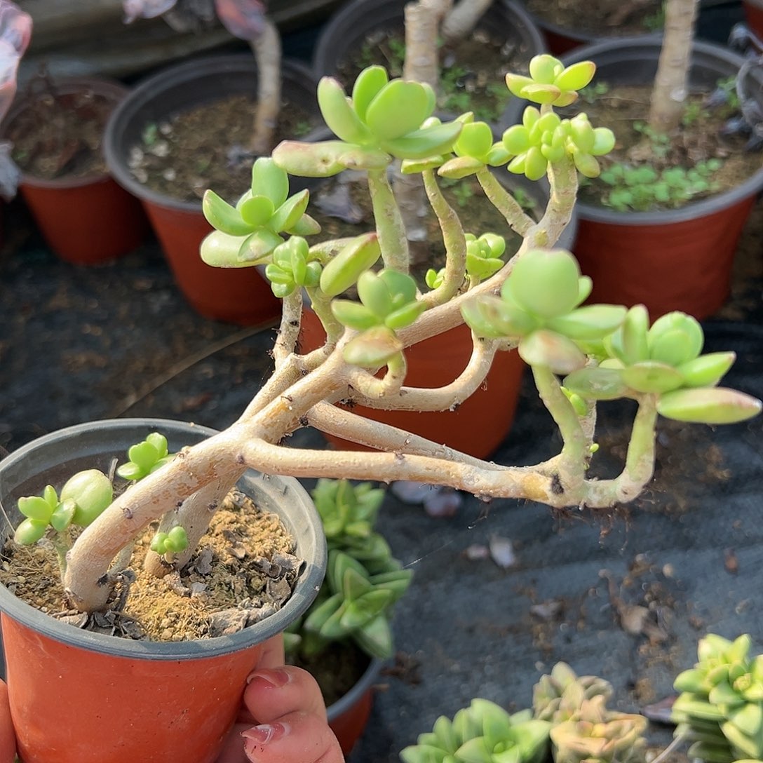 多肉植物达摩宝珠