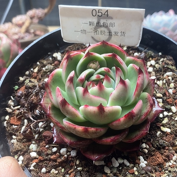 惊鸿仙子一物一拍054