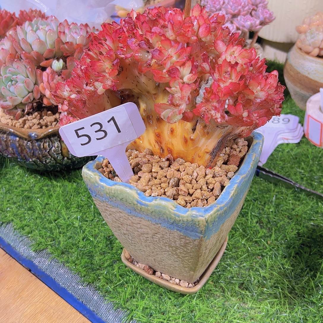 孤**日531红色缀化15不售后微瑕