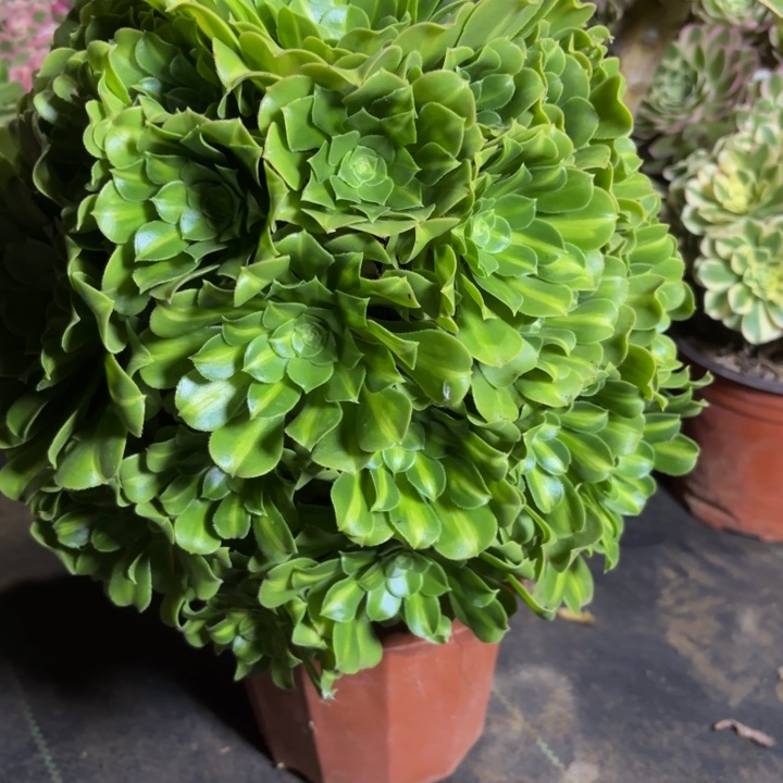 瑞妈，，，，。。439翡翠琉璃，