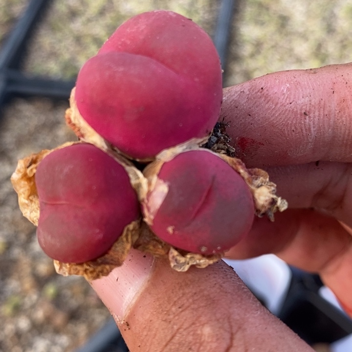 26248一颗一颗一颗