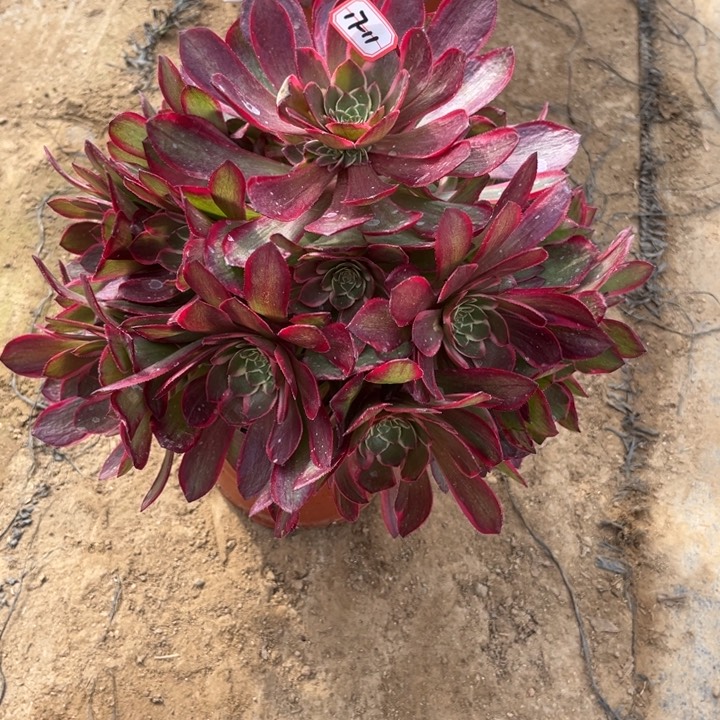 17-11粉花妖多肉植物