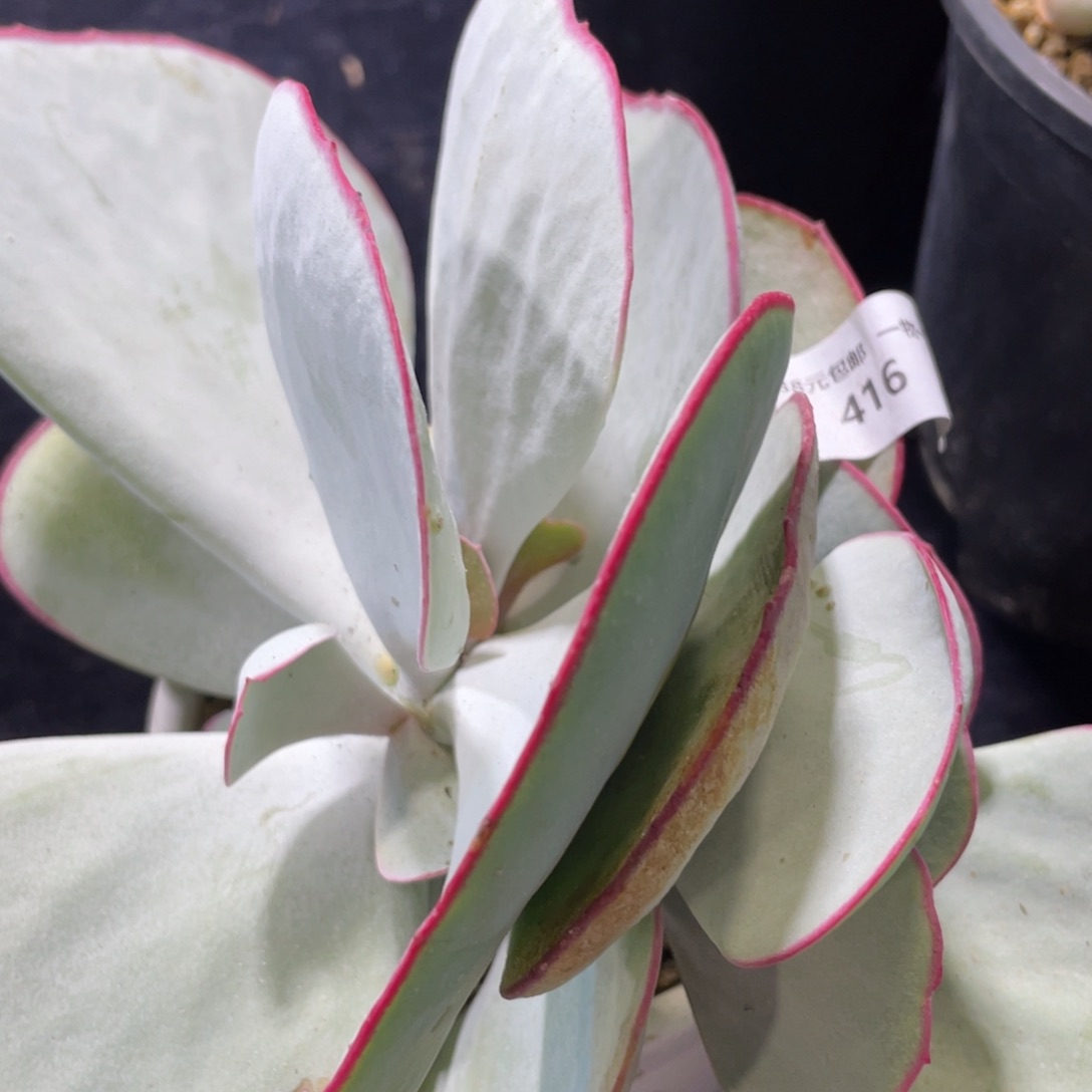 416白眉群生多肉植物