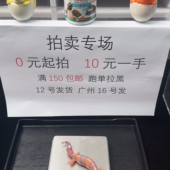 肥尾守宫直线橘白搞起来！