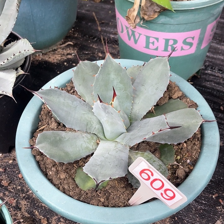 虚空藏高级灰22-24cm