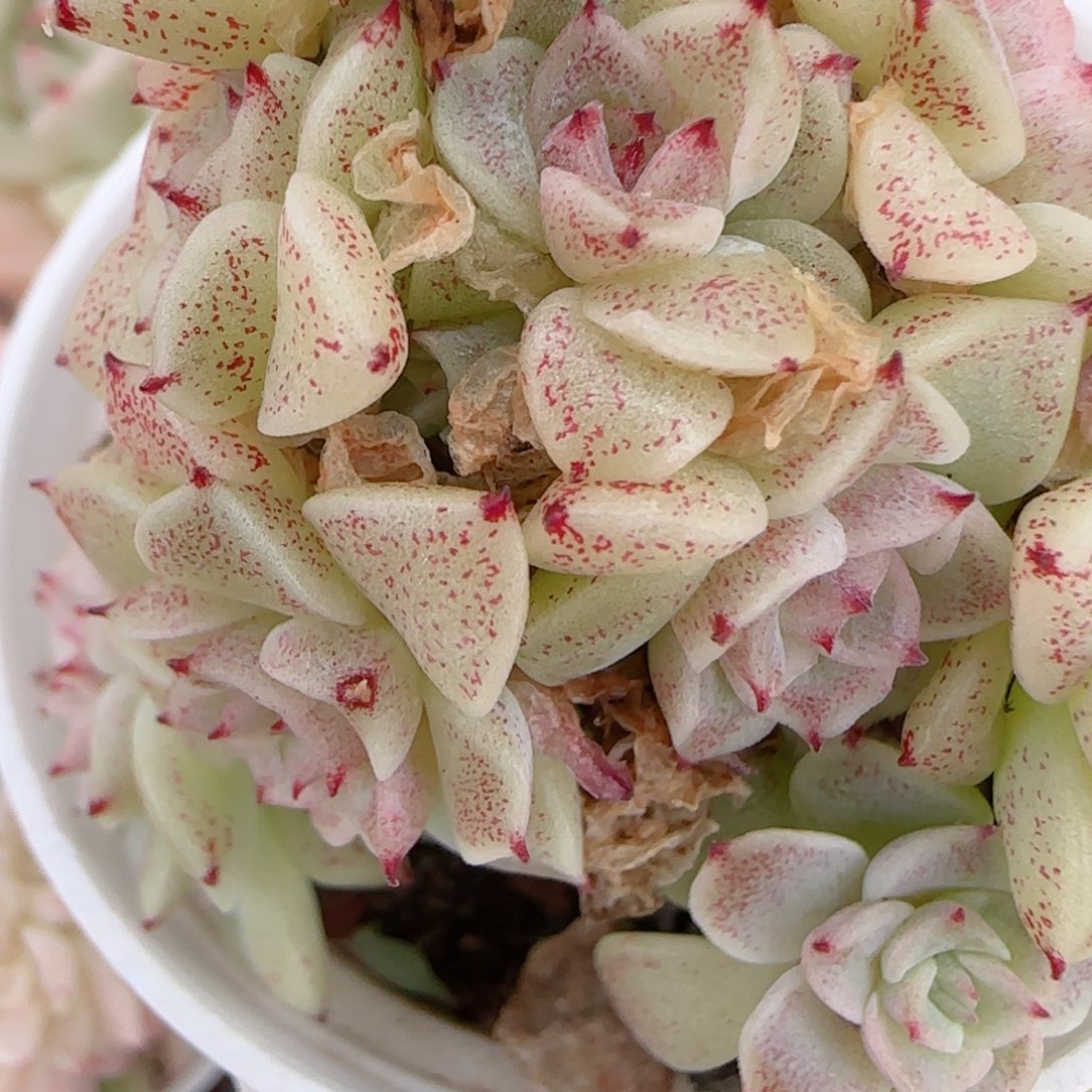 a***a花语多肉1225-153散