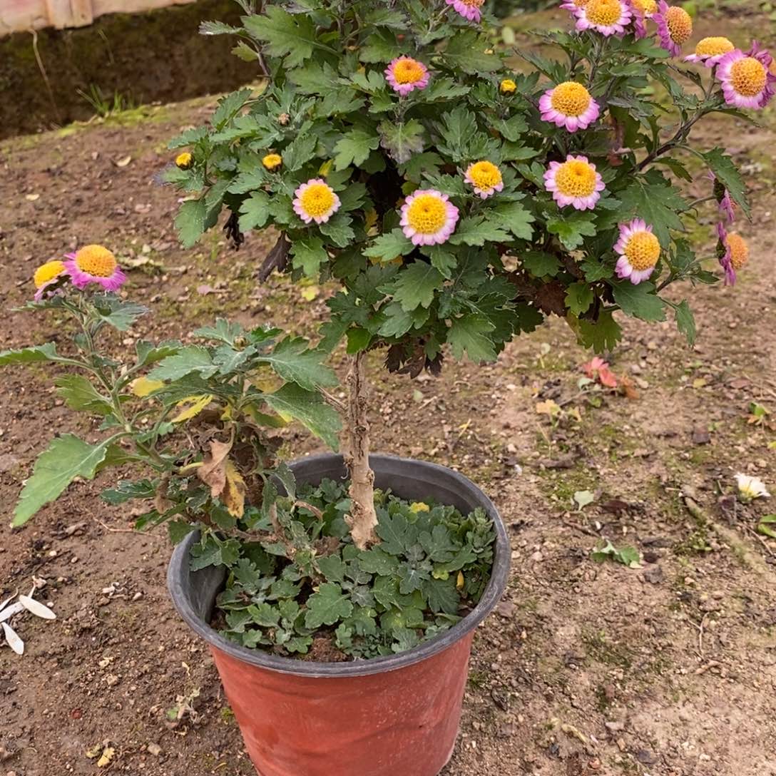 兜***风无花朵盆景盆景38