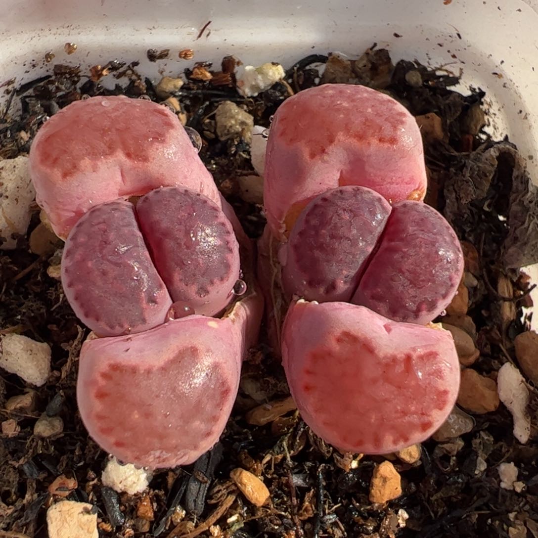 084多肉植物组合